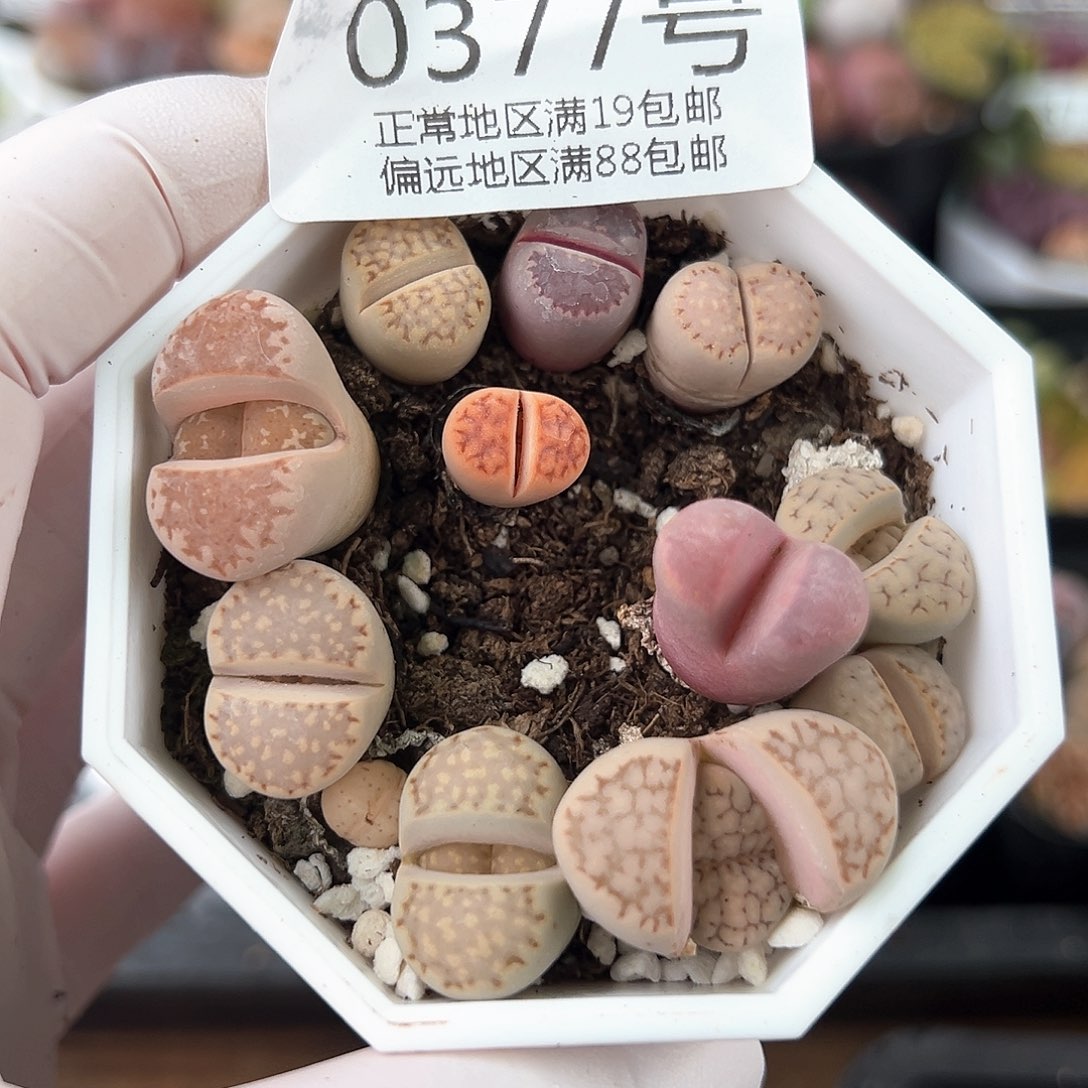 好养易活生石花大母本0377