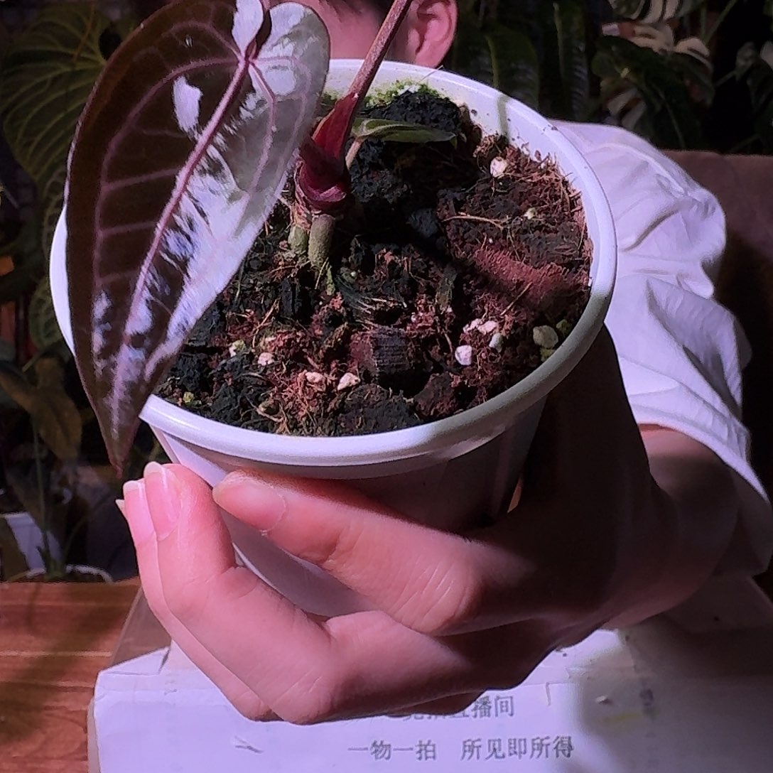不开花植物G152籽播米歇尔
