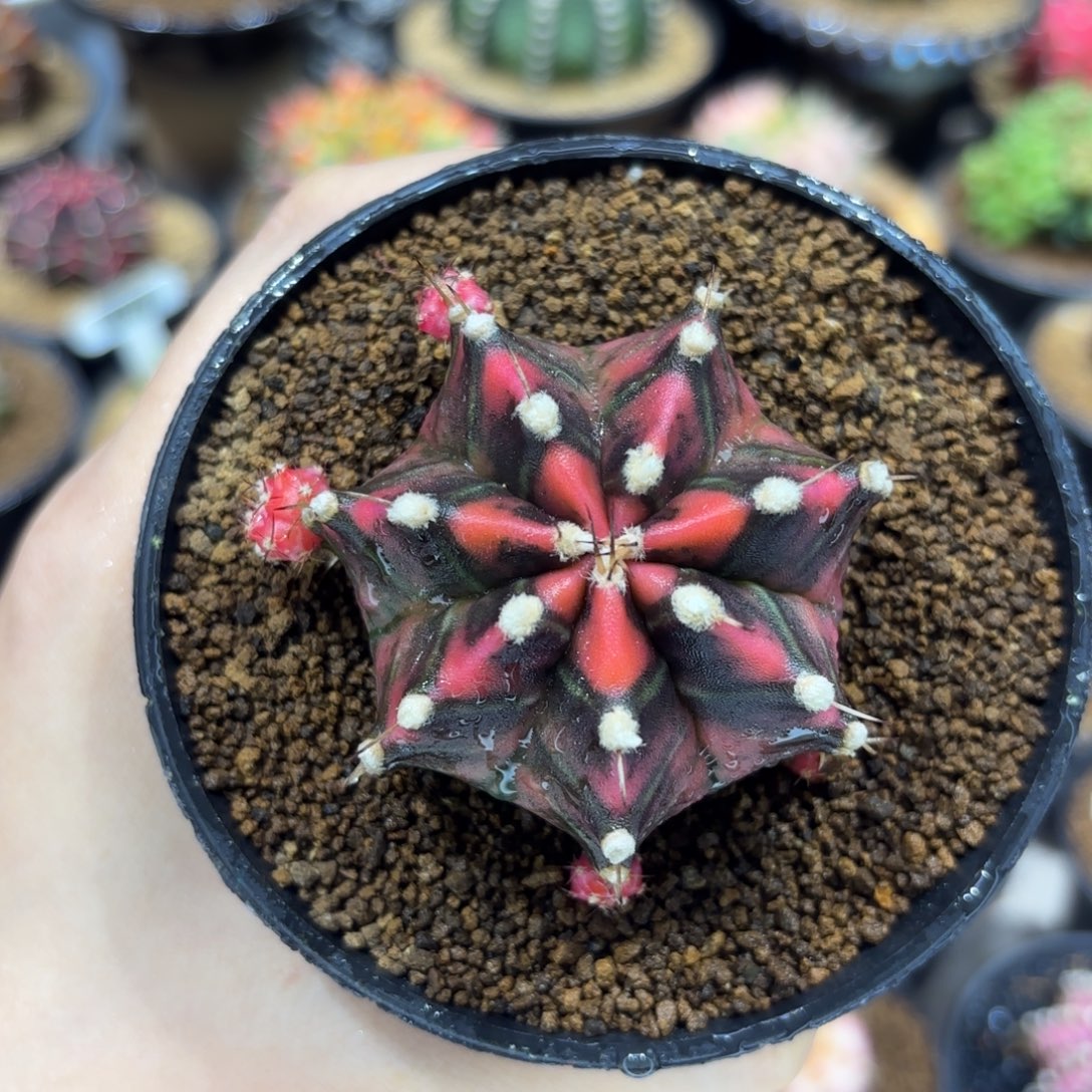 5.4cm泰系实生小精品