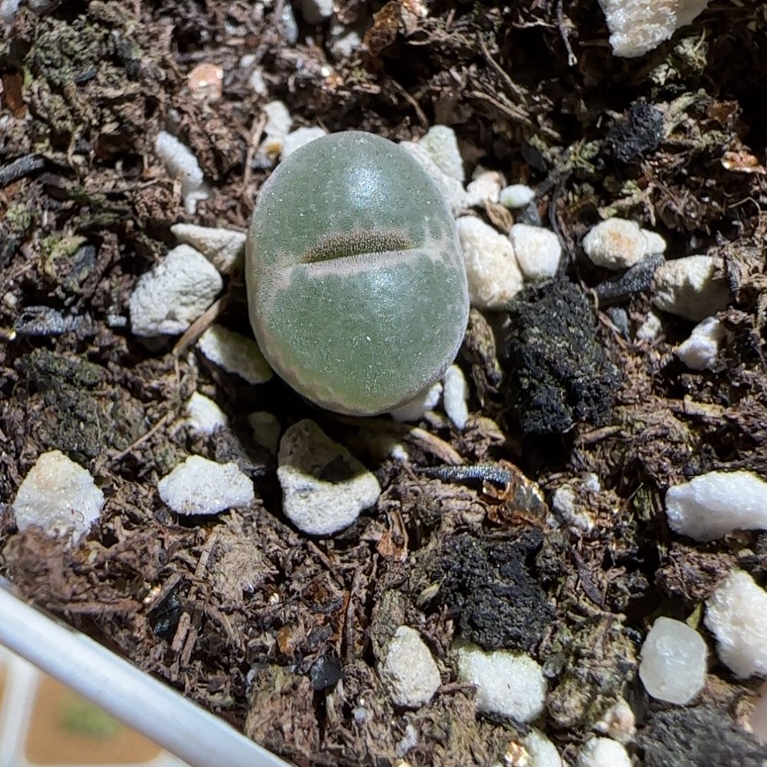 肉锥多肉植物组合-安格1180
