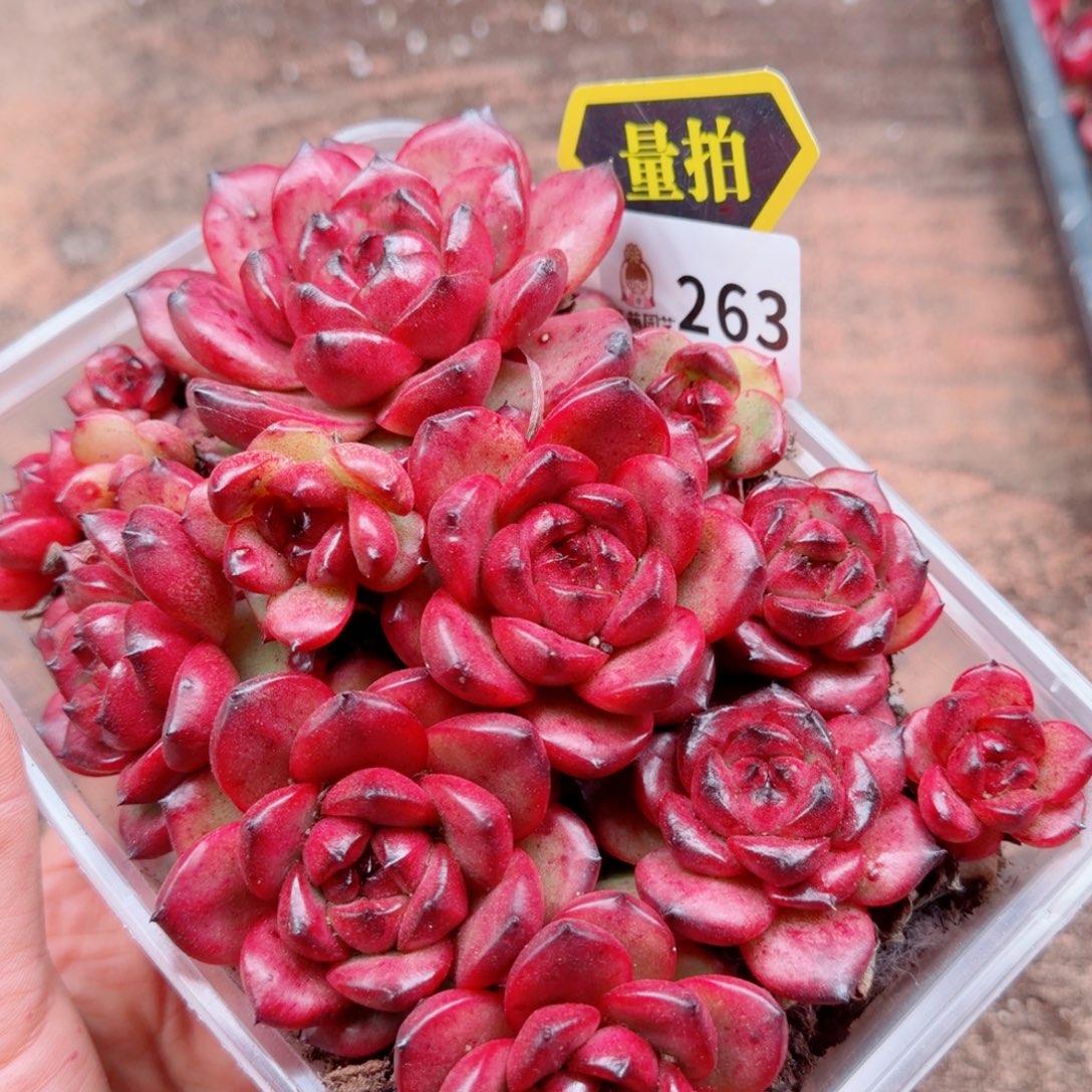 多肉植物多肉植物