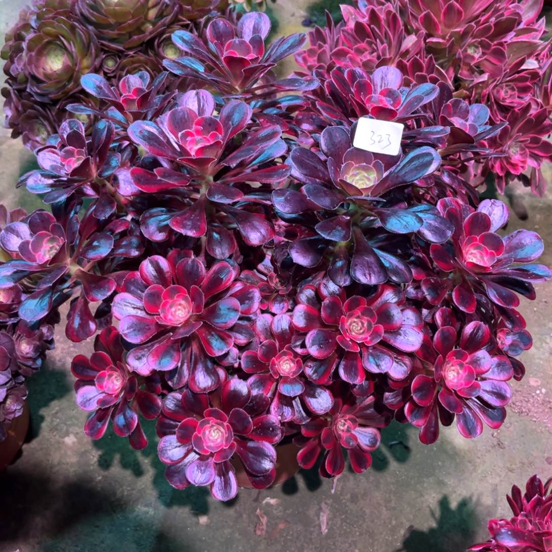 多肉植物丽娜323