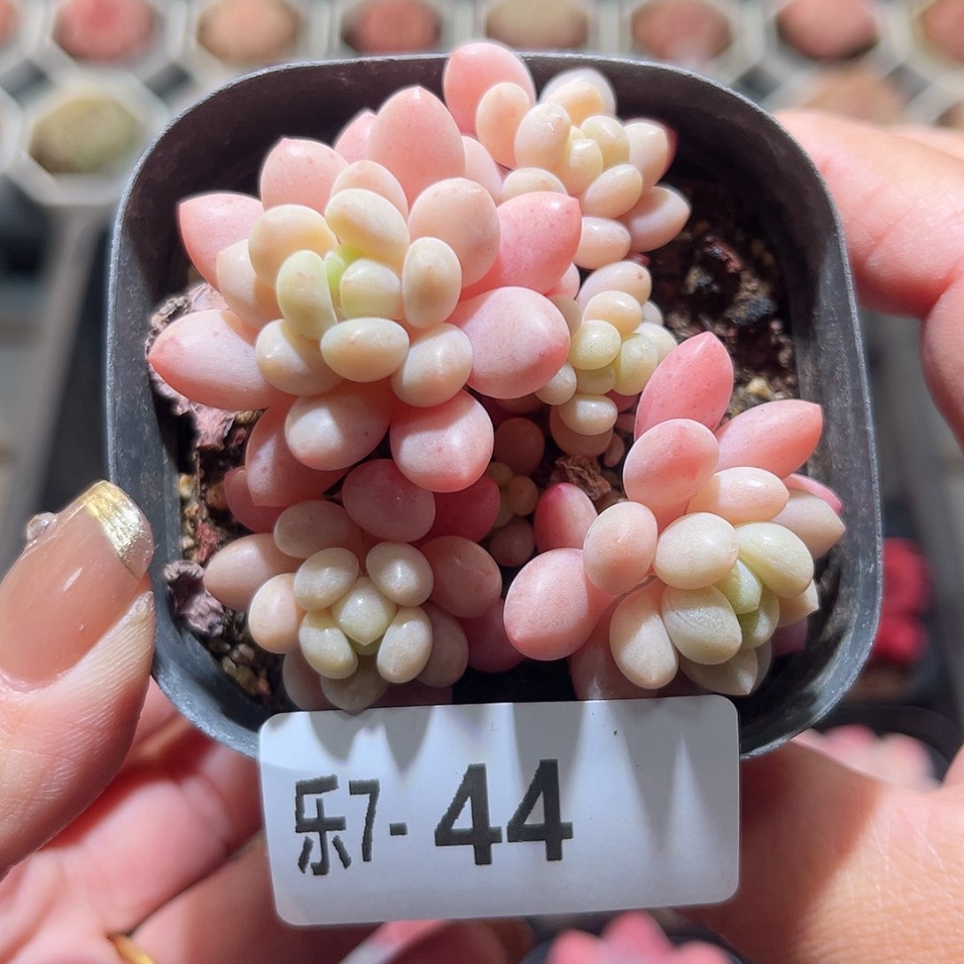 乐7-44洛可可群不包整