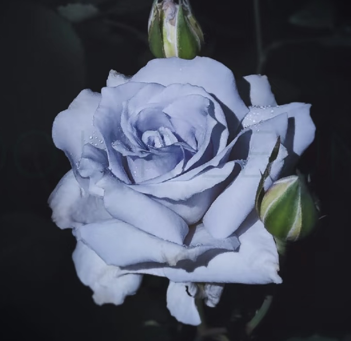 大地之蓝 蓝紫色大切花浓香四季开花阳台庭院植物好养盆栽地栽苗