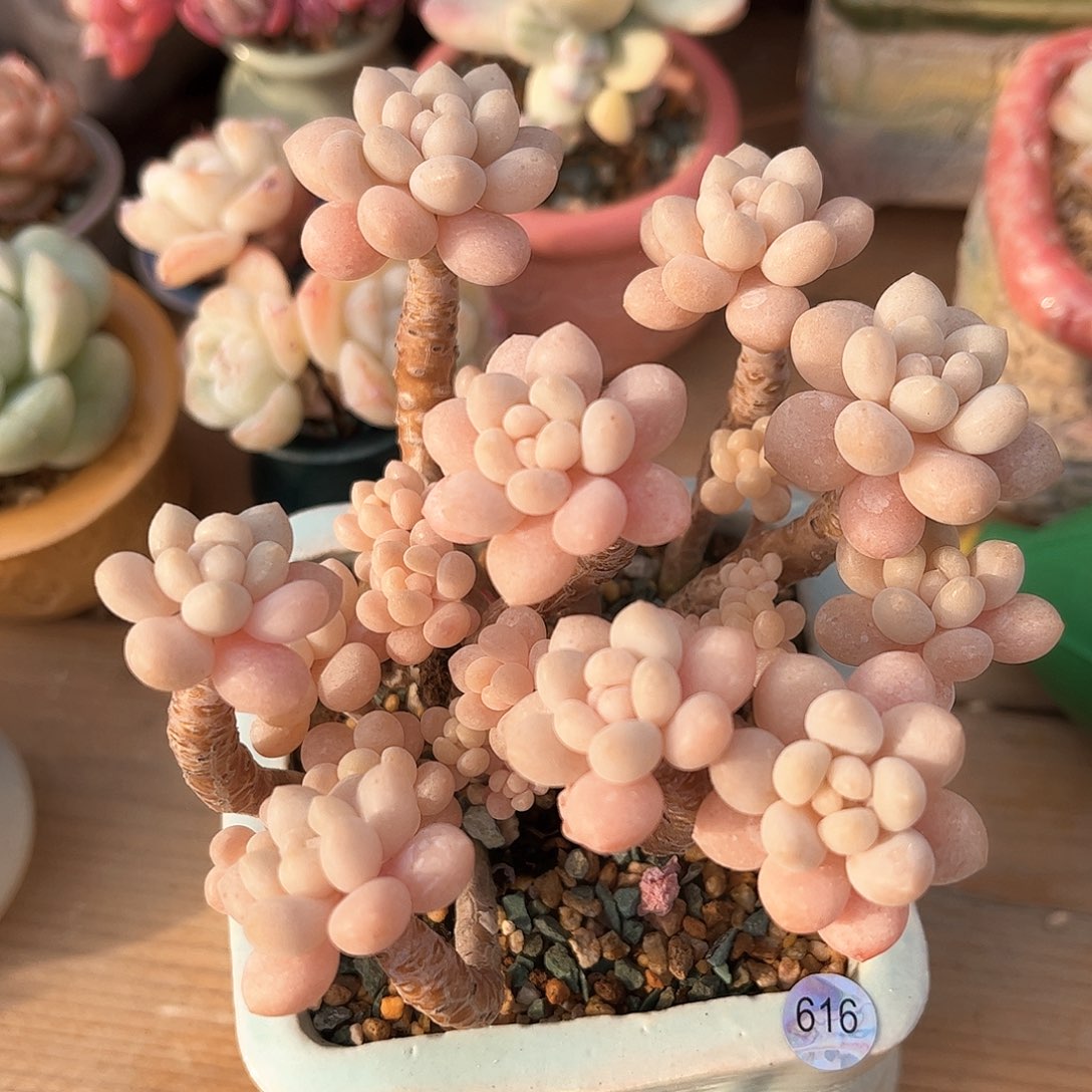 ?**?616 多肉含盆土30元包邮除偏远