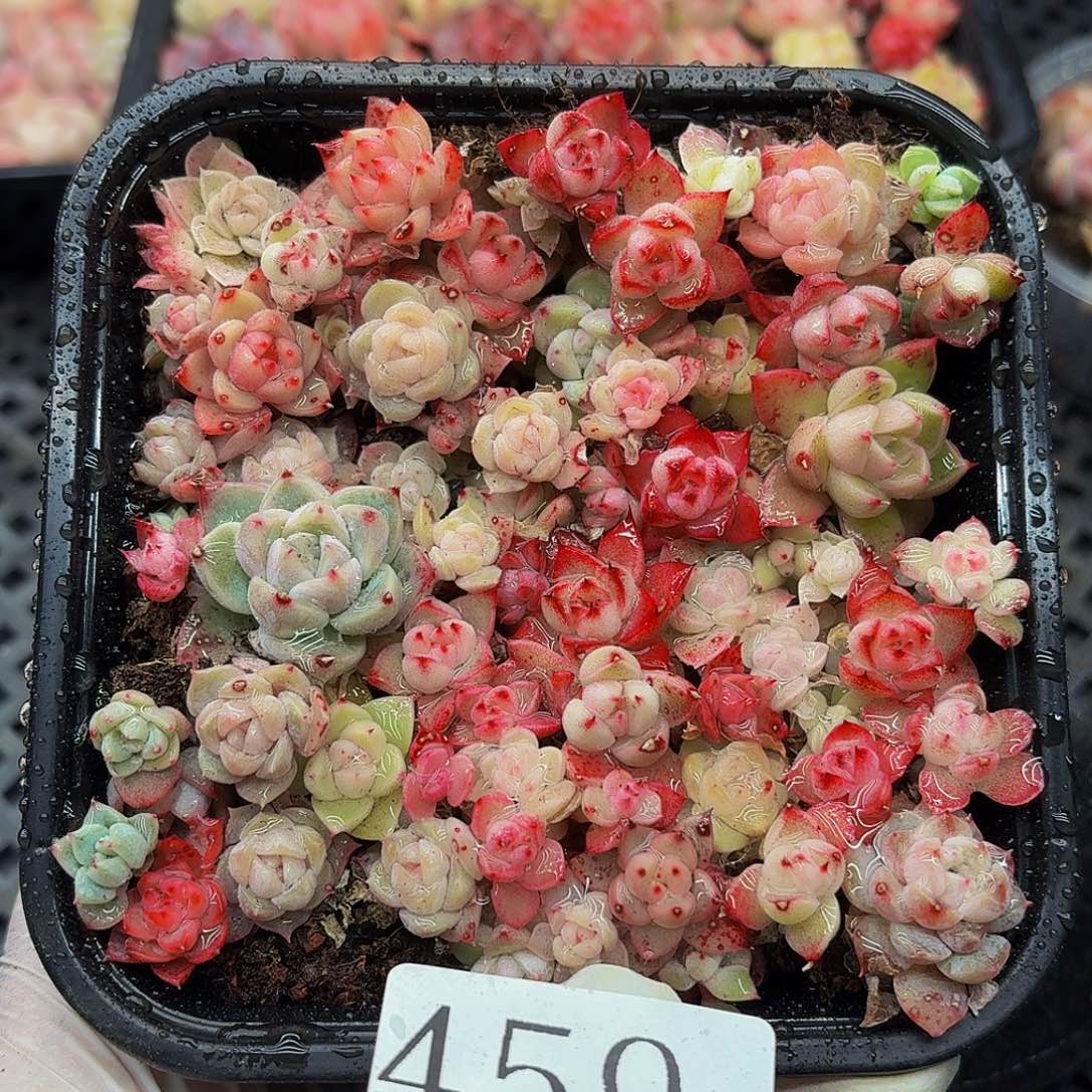 多肉植物多肉植物459