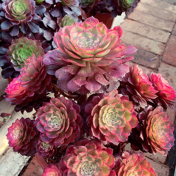 烟花的，多肉植物