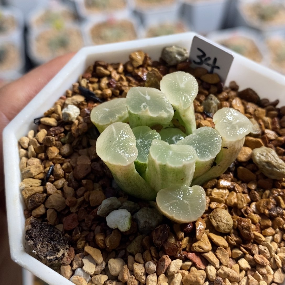 34万象锦十二卷多肉植物