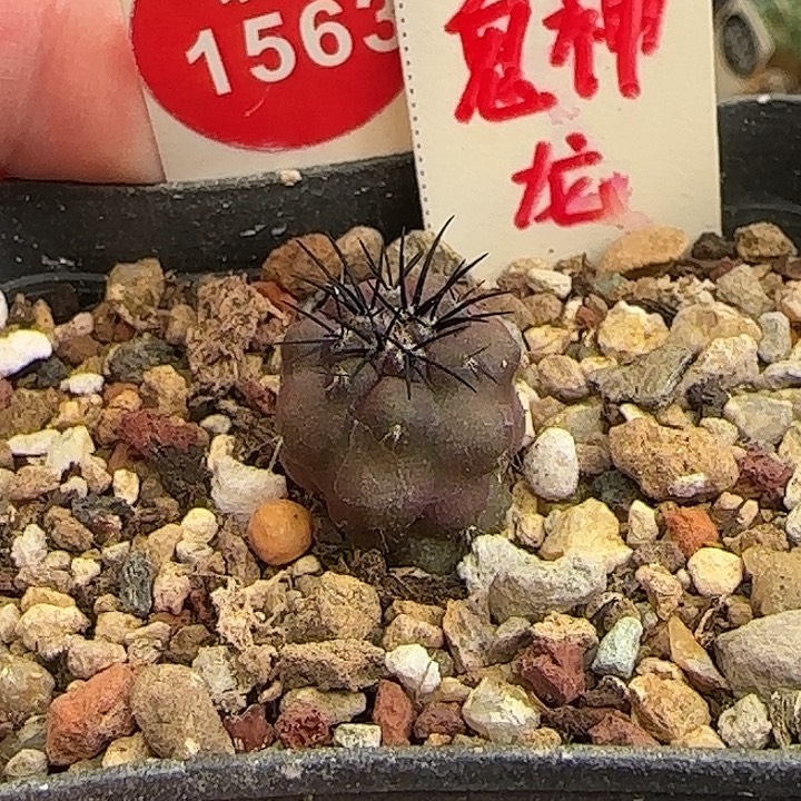 实生龙爪球鬼神龙1.6cm