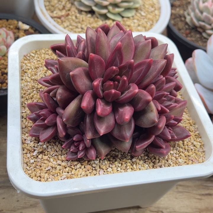 雨***石迷雾泡泡 夏鸣园艺