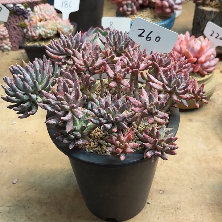 多肉植物，炫彩星260号