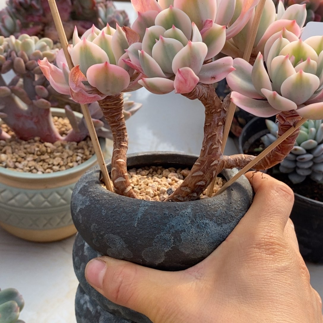 玉凤锦多缀化多肉多肉2