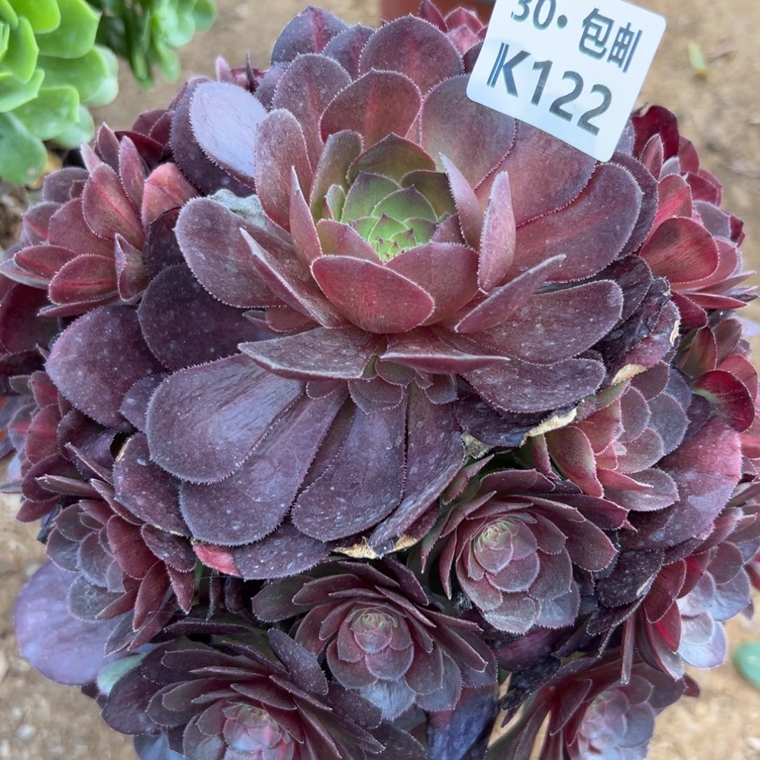122红茶满20包邮