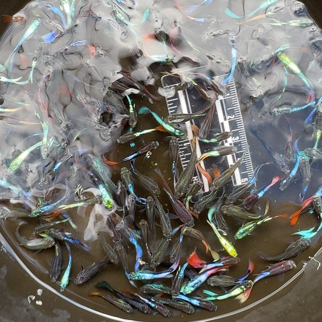 孔雀鱼精品杂袍混搭35条