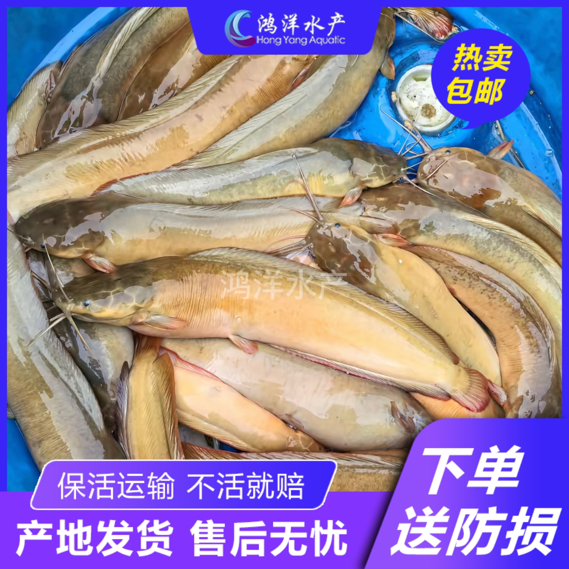 皇妃一号塘角鱼5.0  快大种好养易活