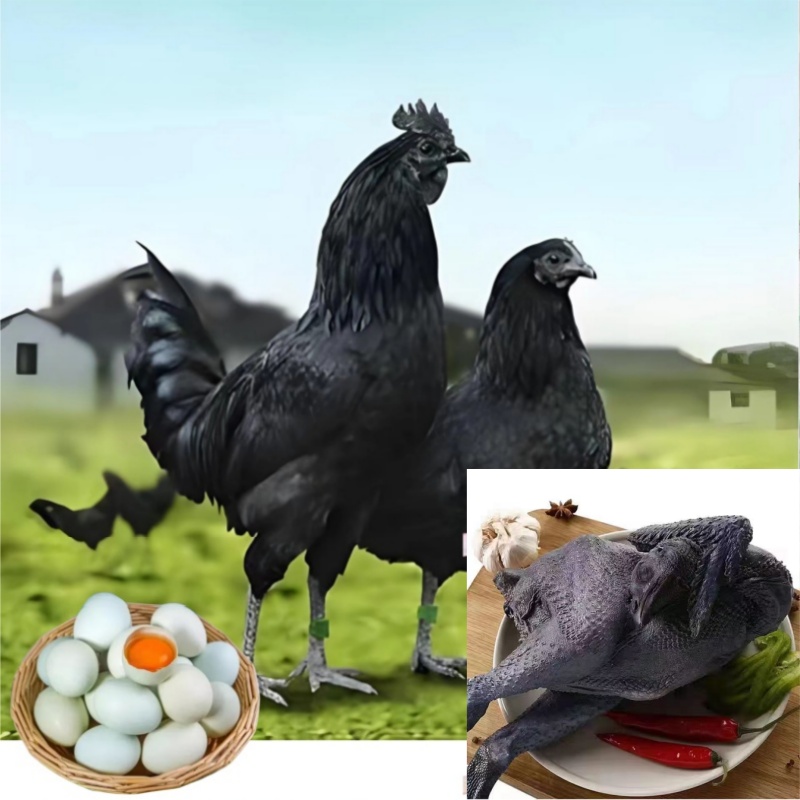 (10只）五黑整鸡汤鲜味美单只半斤左右