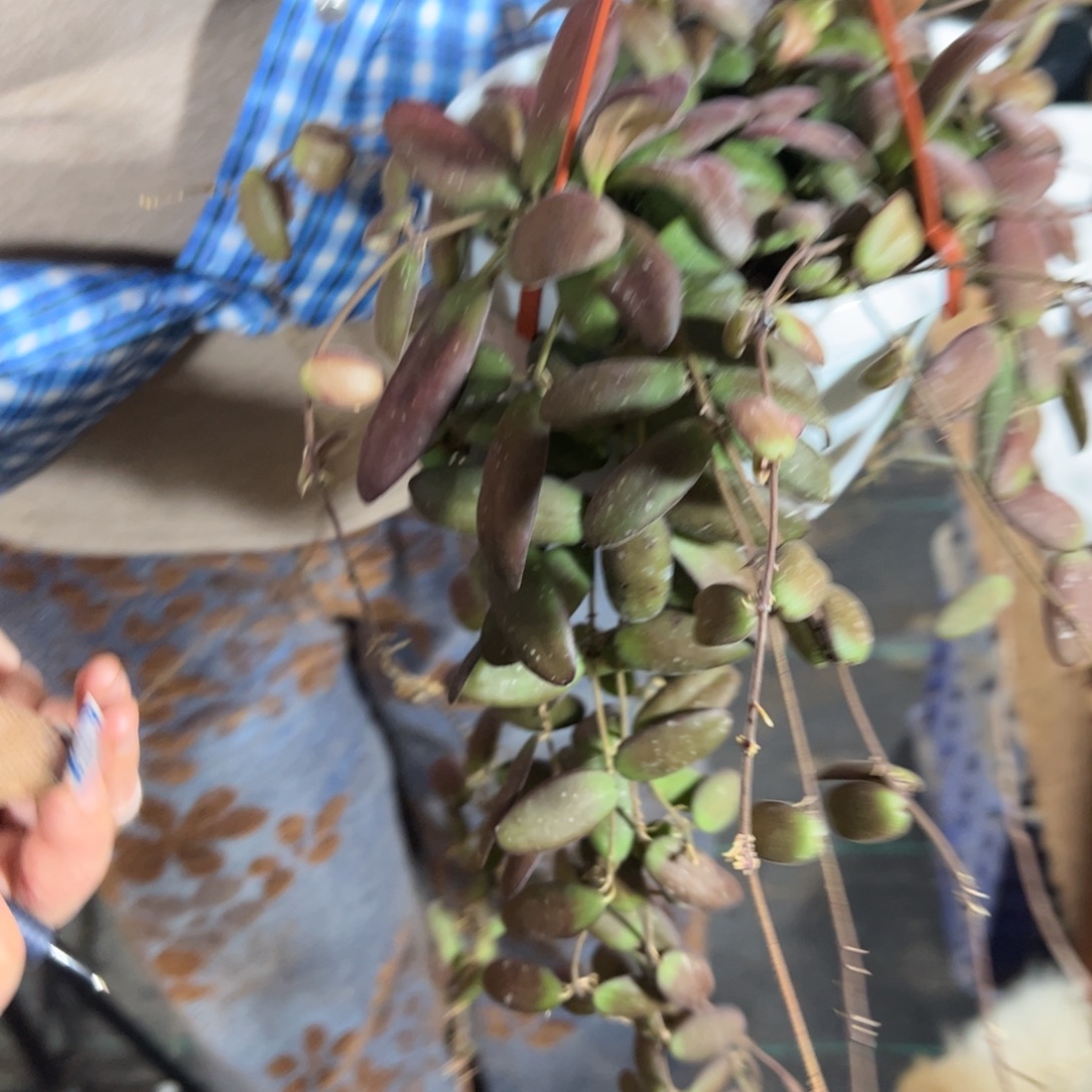 芝***茶完全开放玉扣球兰品种