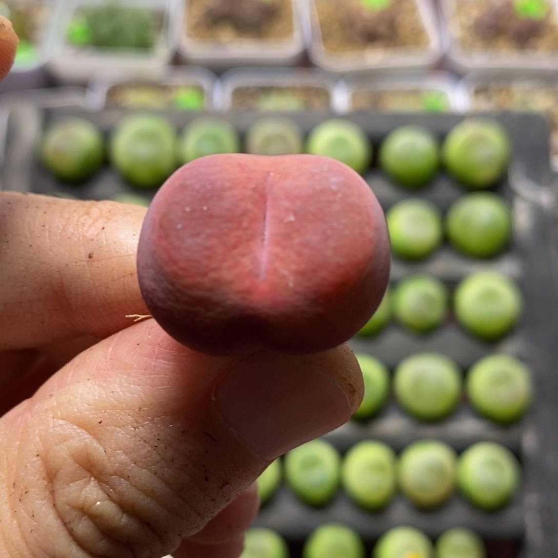 2.1漂亮多肉植物83