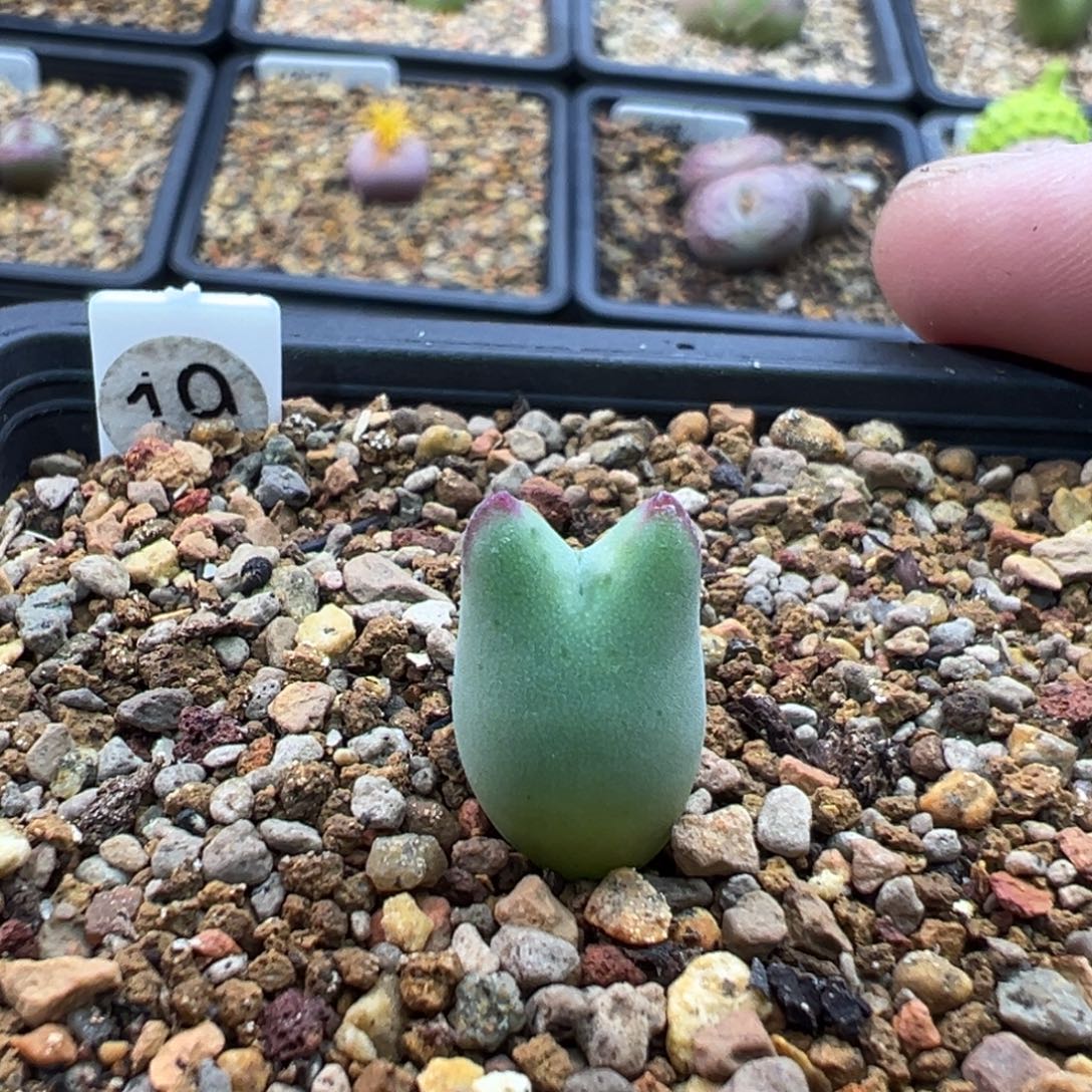 19多肉单头优选迷你将一棵