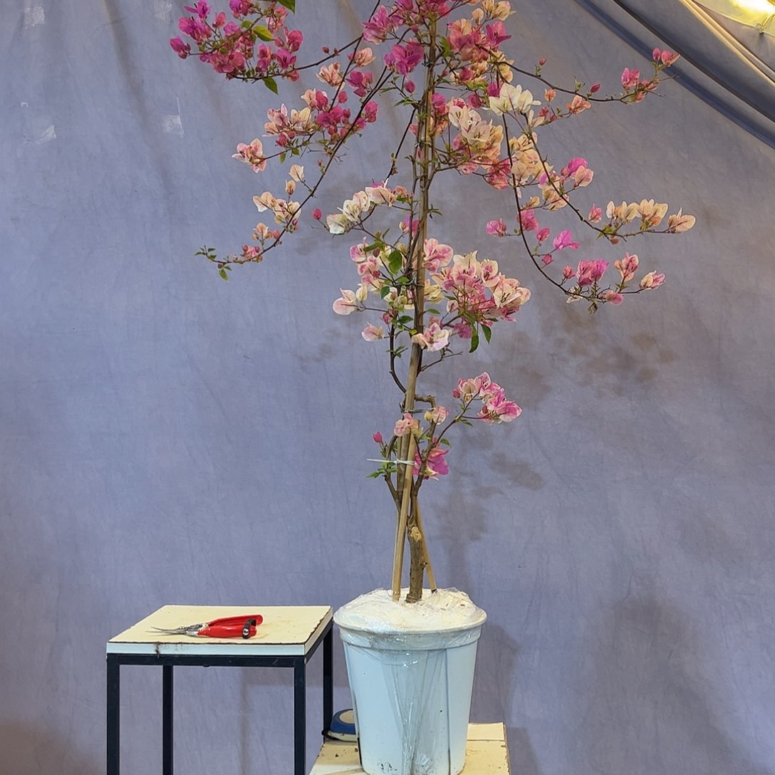 大量花朵（建议范围：8朵-15朵 或40%以上）漳红婴