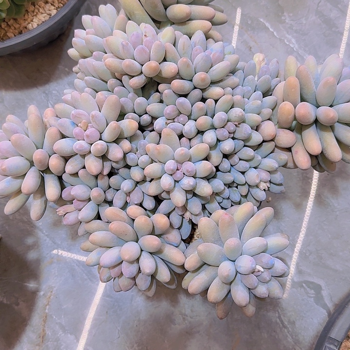 0865汤圆多肉植物