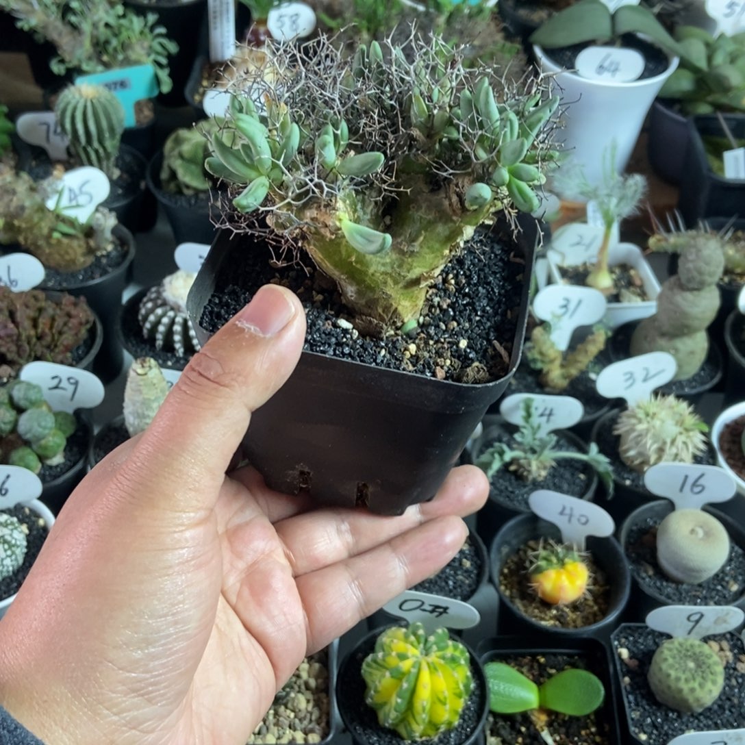 蓓***钢丝万物想一物一拍