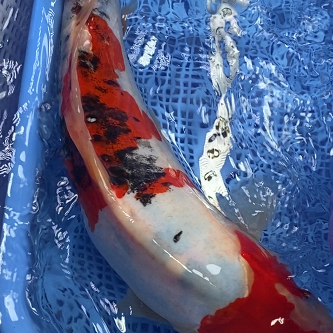 锦鲤冷水锦鲤包邮