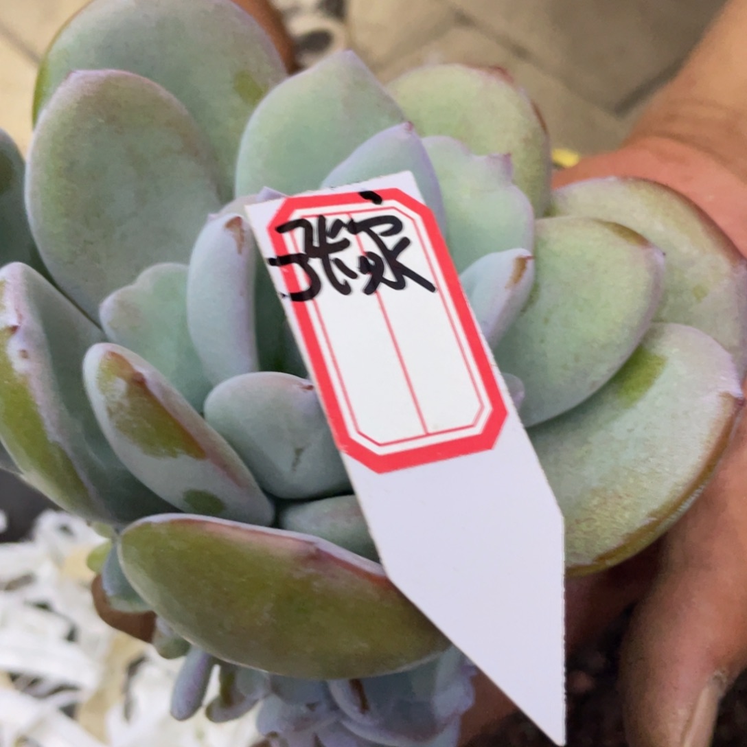 张***姐姐姐我在挑战我行走第十天