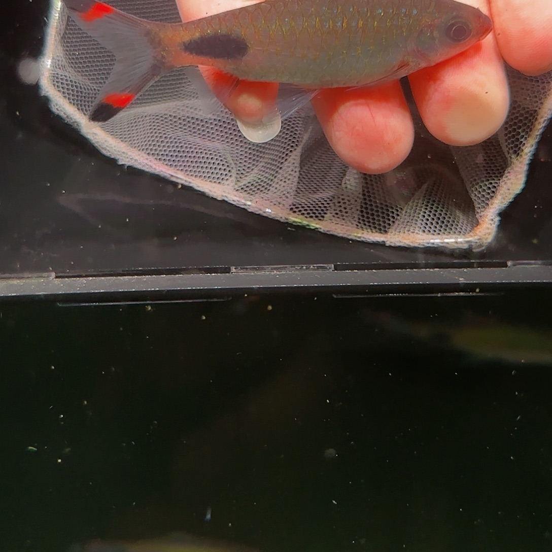 吉罗鱼红杂蓝公7.5-8