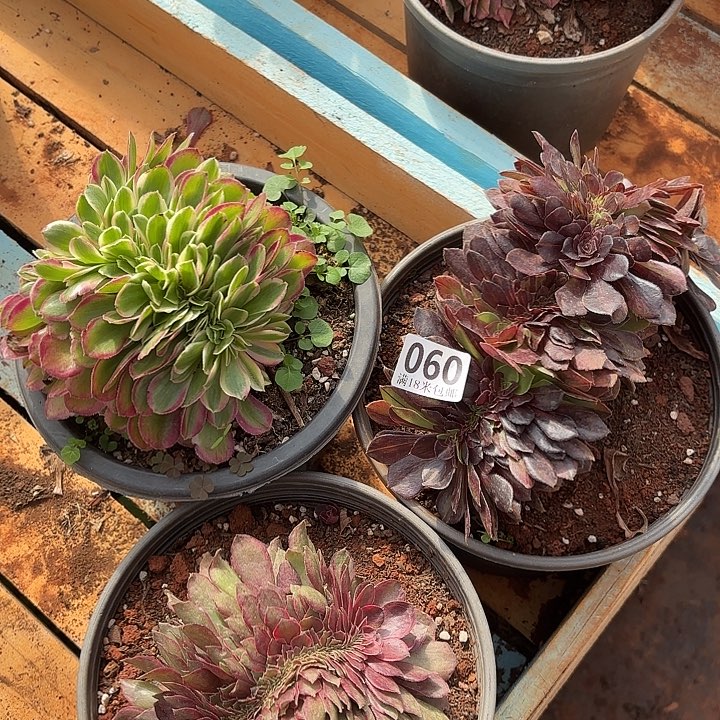 060缀化组合掌心多肉法师锦不包售后