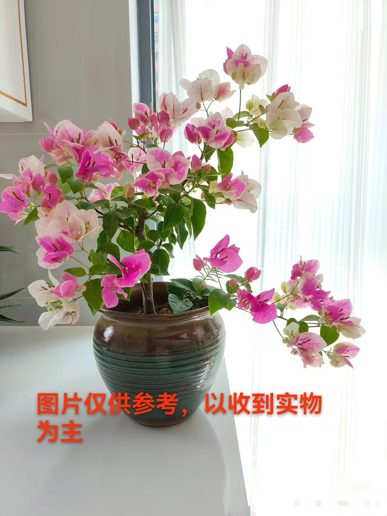 【漳红缨】一物一拍基地直发阳台庭院可垂丝可飘枝可爬藤带花发货