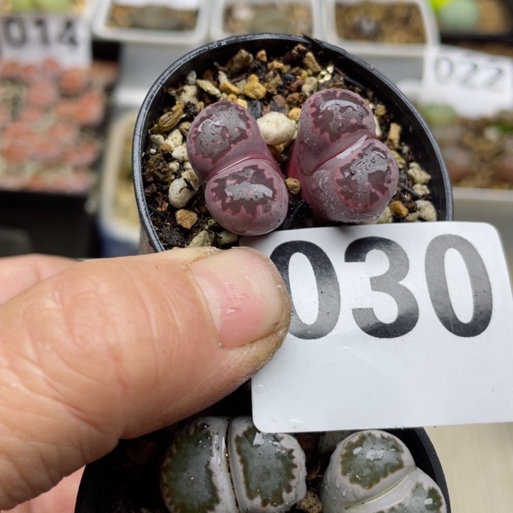 030两颗熊猫眼紫饼干