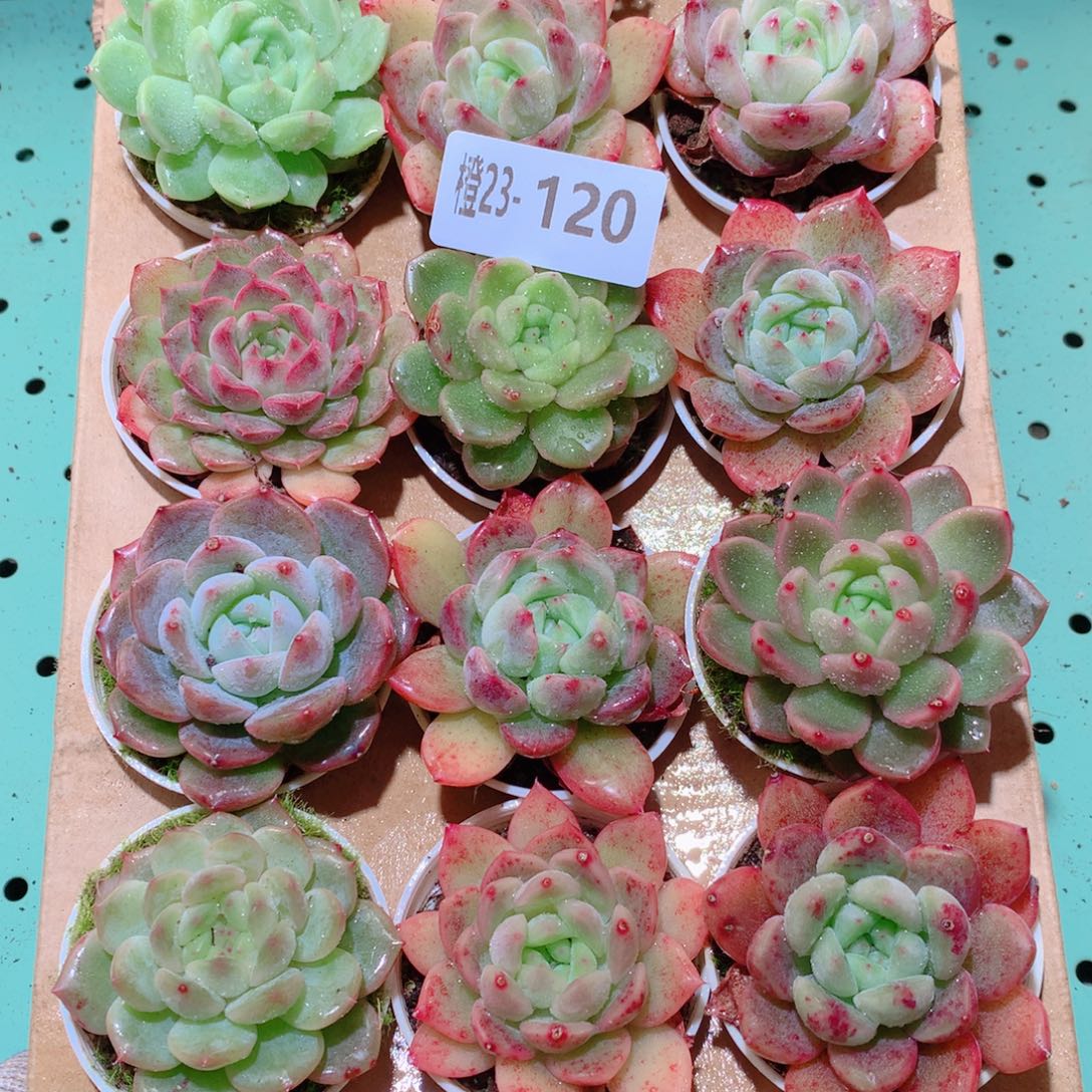 23-120一物一拍多肉带盆18颗