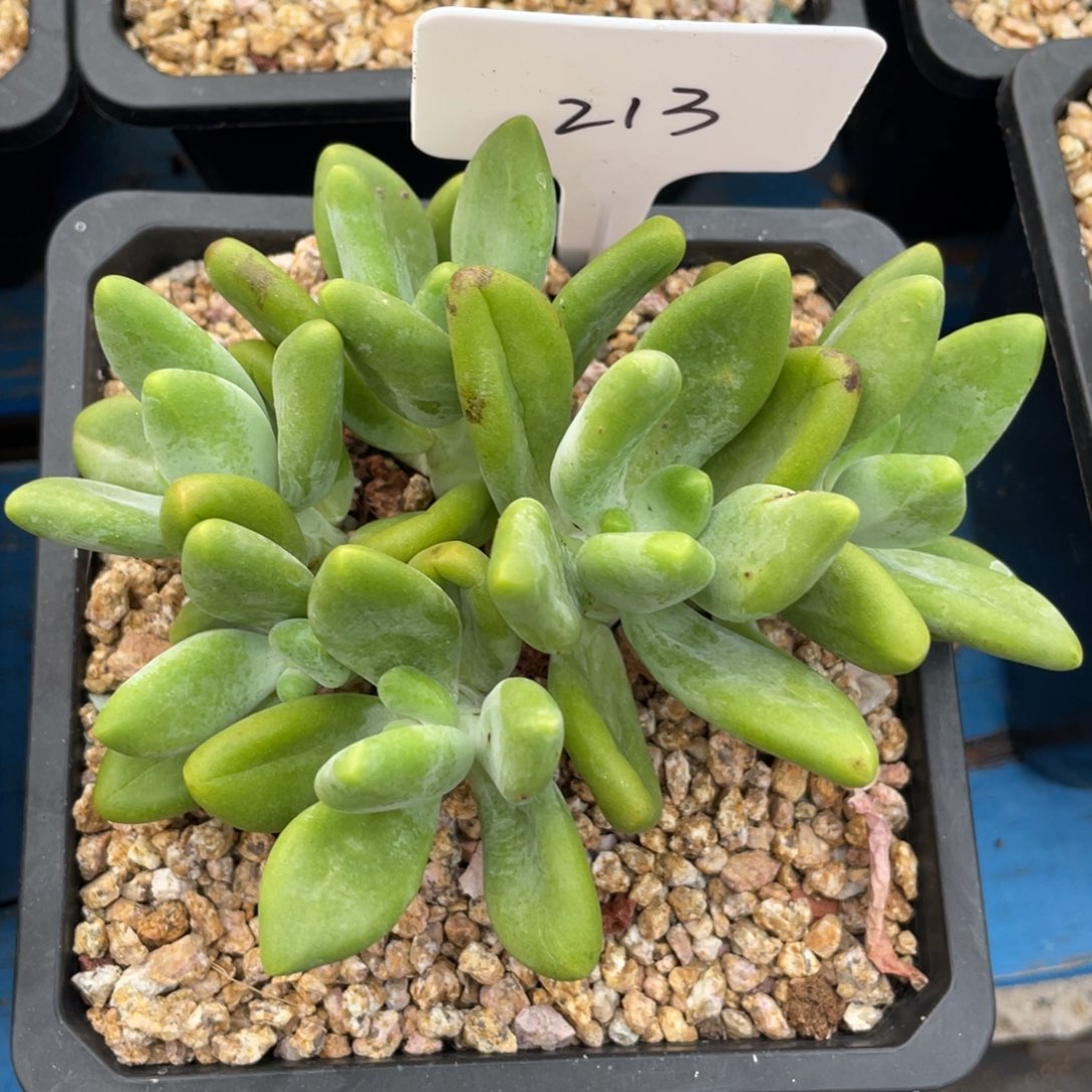 芒果奶酪朵朵缀群生213