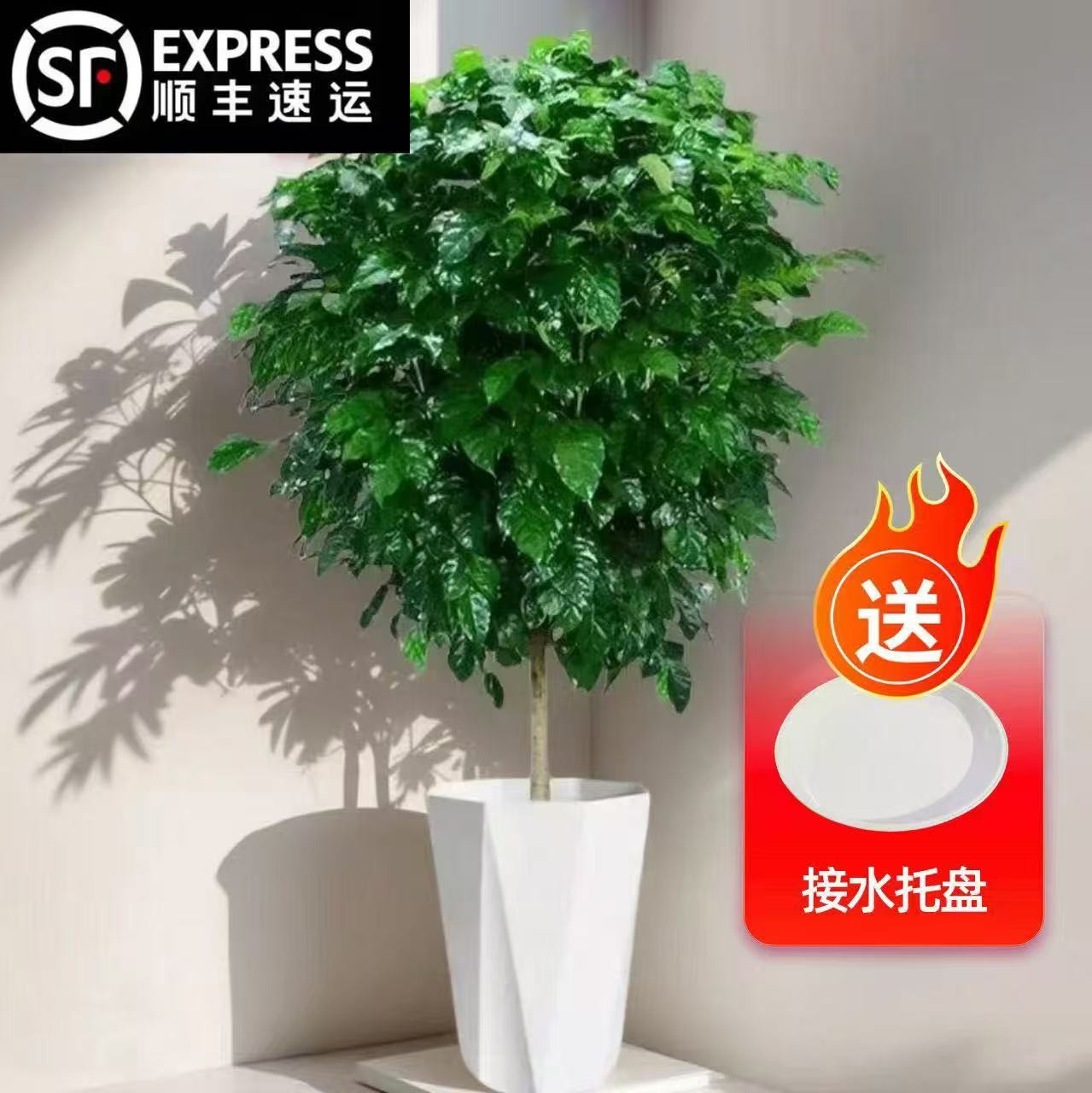 【送货上门】110cm-120cm棒棒糖幸福树绿宝树室内绿植绿植盆栽