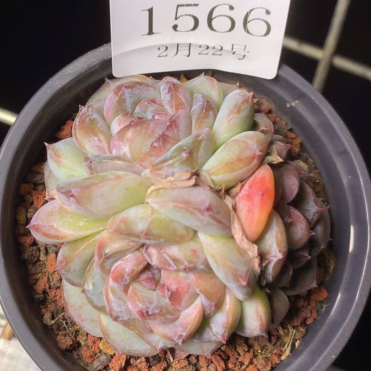 【闪购商品】云1566