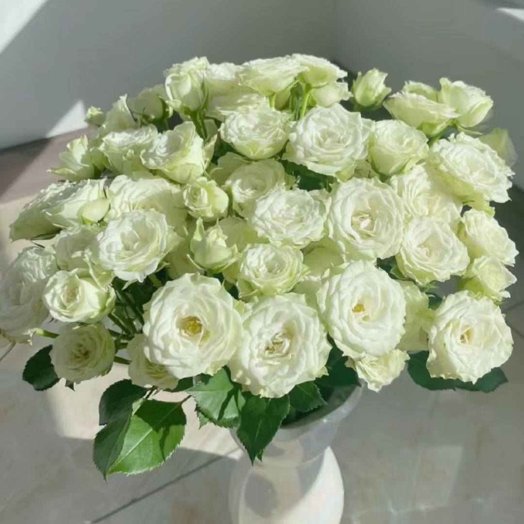 繁星多头玫瑰 十支装 【零度以下不拍保温棉不售后】