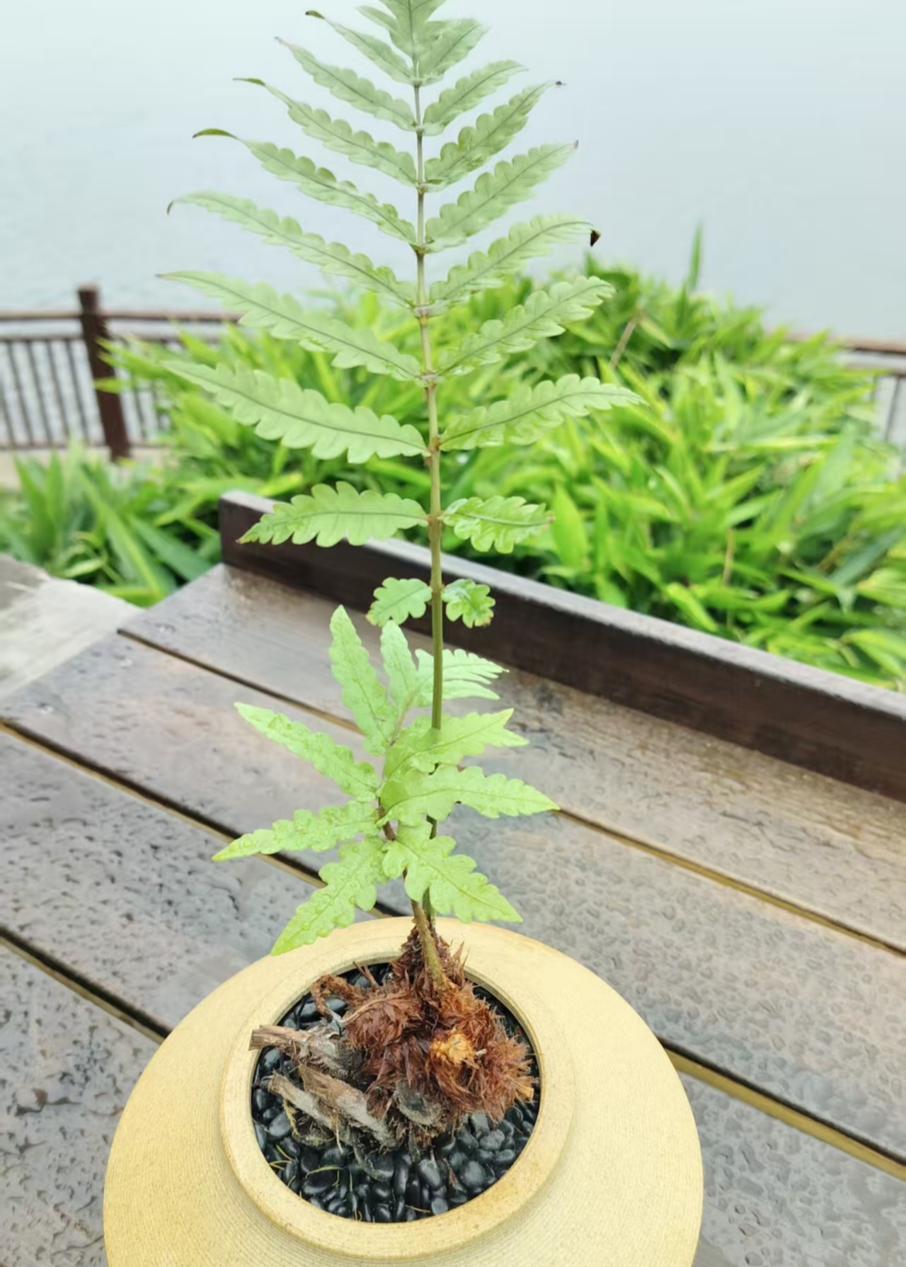 沉香A007精打细算单多样性发一