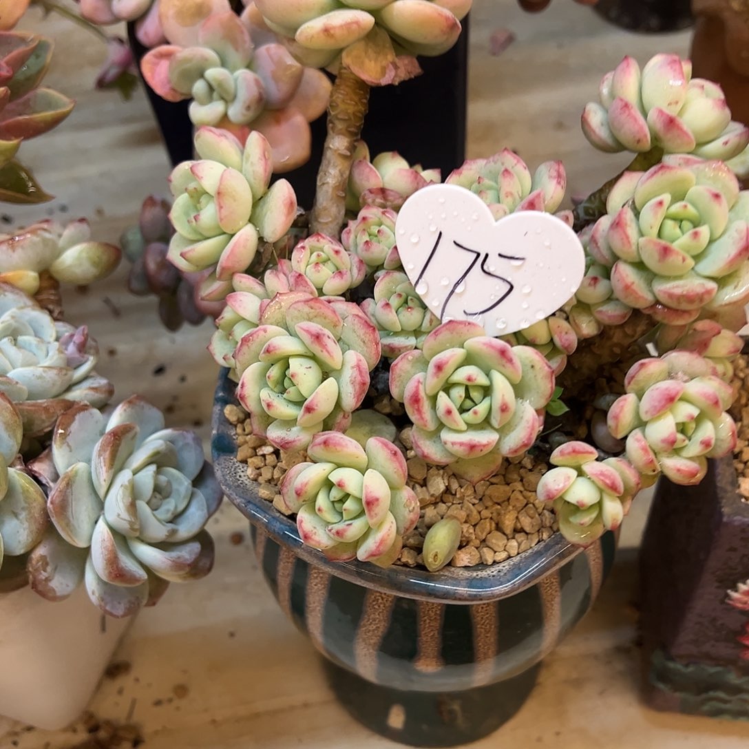 爱***己A175。                  