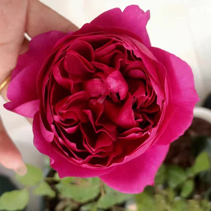 秋日胭脂 大花浓香月季花苗四季开花阳台玫瑰盆栽花卉