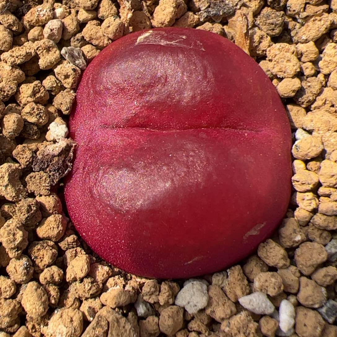 0236号 吕红 多肉植物