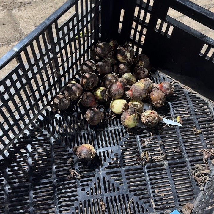 托斯卡种球荷兰球朱顶红