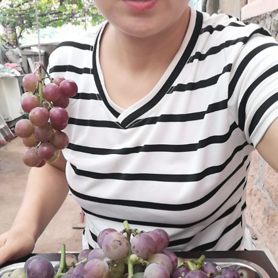 巨峰葡萄山脚下的巨峰葡萄就是甜