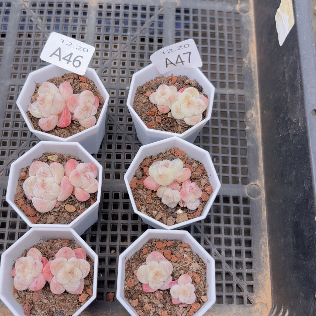 47双头冰玉一组3盆