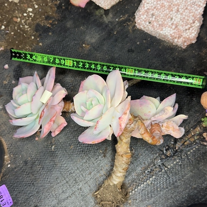 白凤086 多肉植物一物一拍