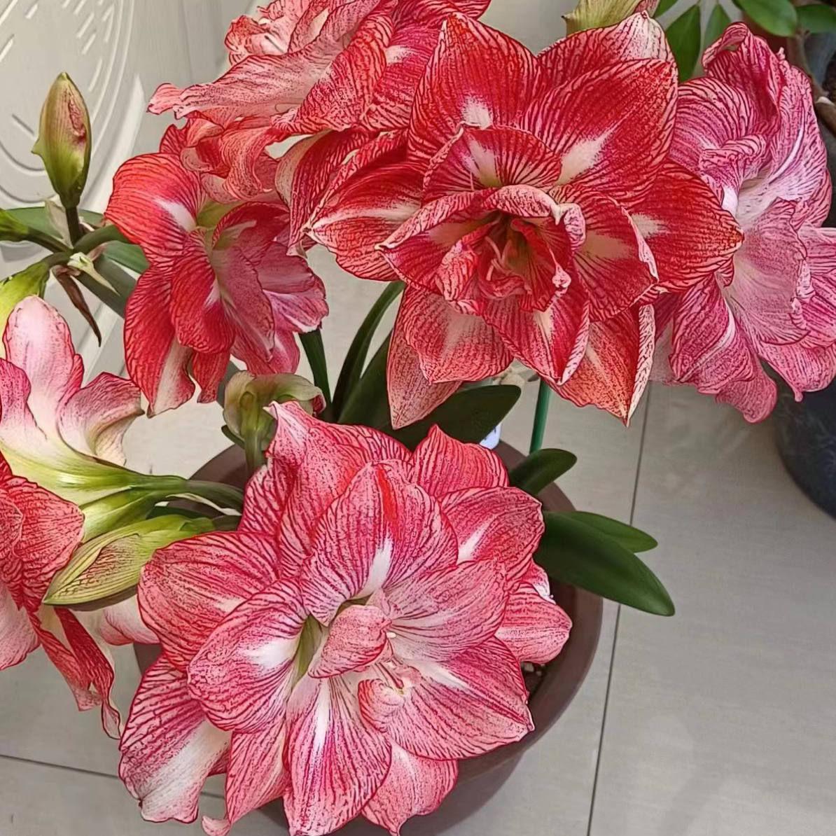 【蒂卡日出～重瓣】秘鲁朱顶红种球苗