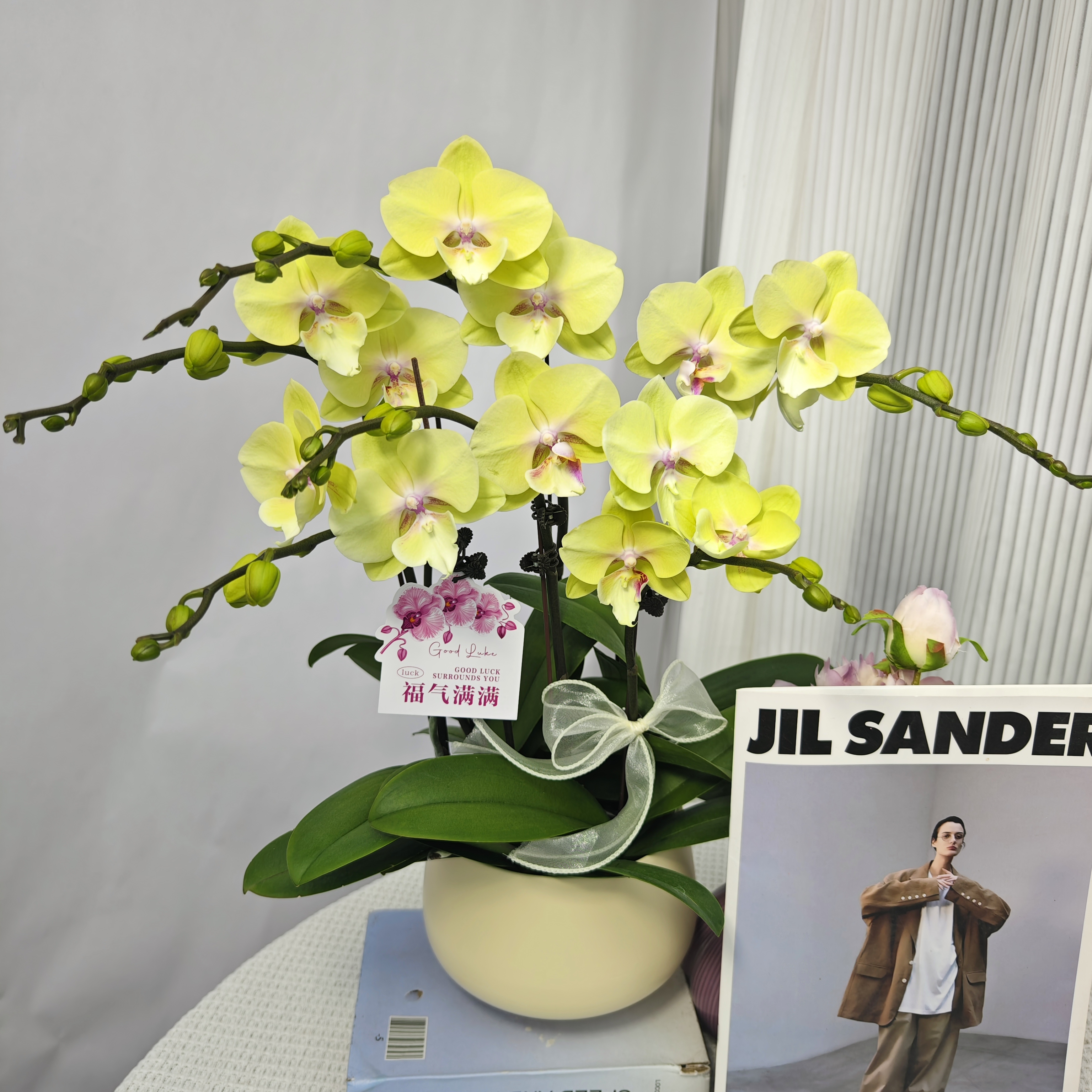 《柠檬》绿色系大舌头 蝴蝶兰 鲜花绿植 送礼 礼品 室内绿植