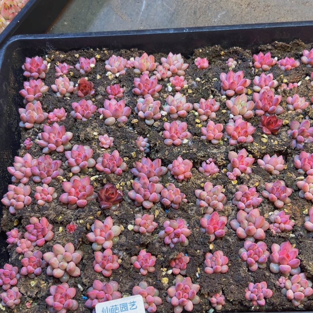 丁***丁270；的谢谢出差持续被b