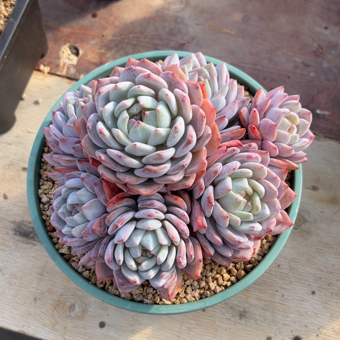 最***冬遇见多肉园艺初冬星影