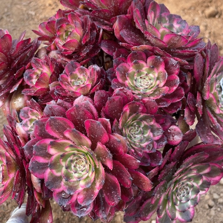 861多肉植物红金刚